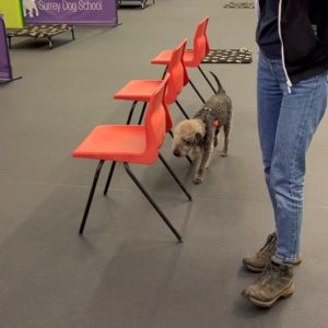 Beginner Scentwork Thursday 26th November 2026 6.15pm